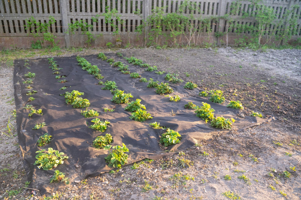 Działkowcy muszą oddać ogródki przy ul. Składowej, bo Gmina Brzeg planuje sprzedać te grunty