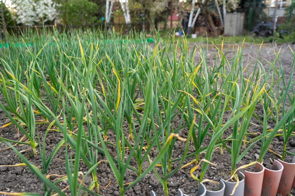 Działkowcy muszą oddać ogródki przy ul. Składowej, bo Gmina Brzeg planuje sprzedać te grunty
