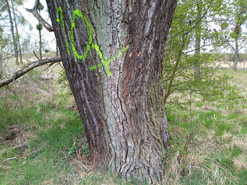 Budowa płotu, czyli kabaret na brzeskiej Zielonce - felieton Marka Popowskiego
