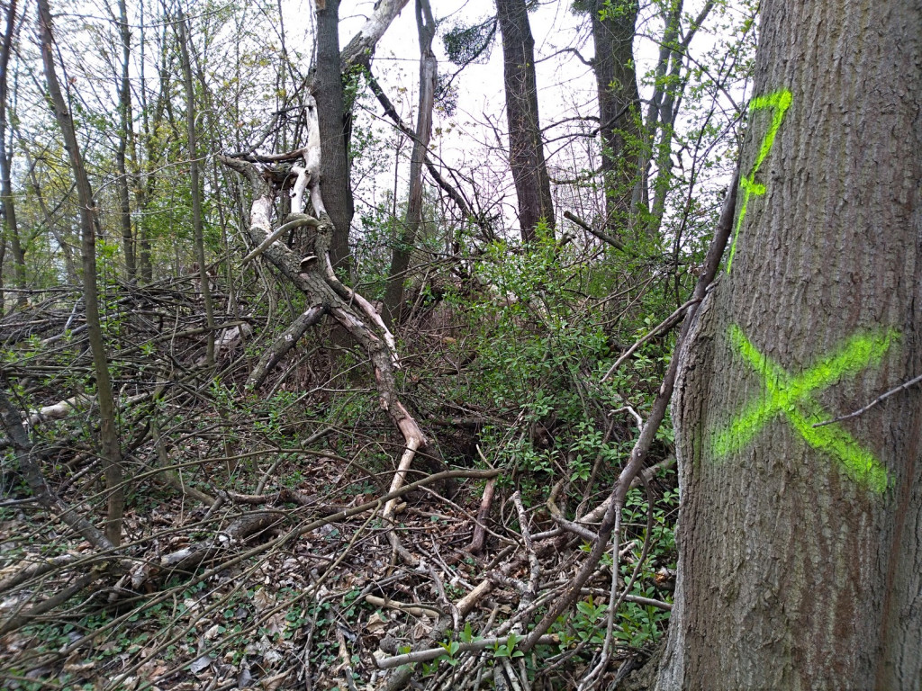 Budowa płotu, czyli kabaret na brzeskiej Zielonce - felieton Marka Popowskiego