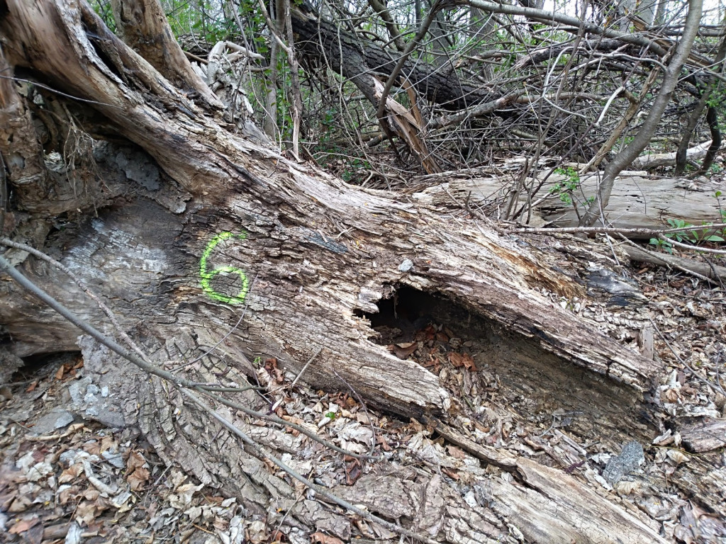 Budowa płotu, czyli kabaret na brzeskiej Zielonce - felieton Marka Popowskiego