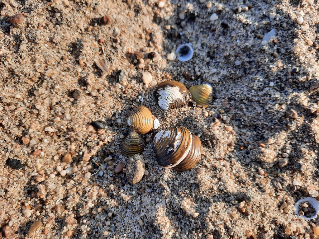Muszelki, dwie osoby i kamieni kupa. Burmistrz Wrębiak zachęcał do wypoczynku na plaży nad Odrą, a więc poszliśmy zobaczyć jak jest