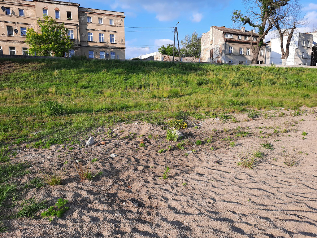 Muszelki, dwie osoby i kamieni kupa. Burmistrz Wrębiak zachęcał do wypoczynku na plaży nad Odrą, a więc poszliśmy zobaczyć jak jest