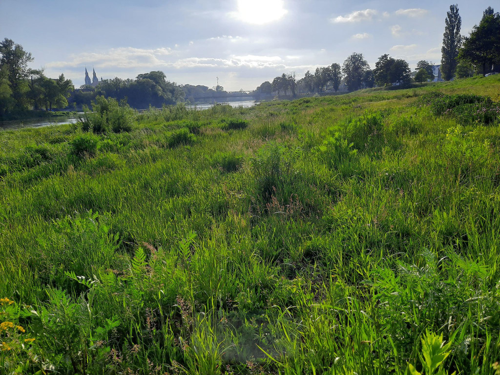 Muszelki, dwie osoby i kamieni kupa. Burmistrz Wrębiak zachęcał do wypoczynku na plaży nad Odrą, a więc poszliśmy zobaczyć jak jest