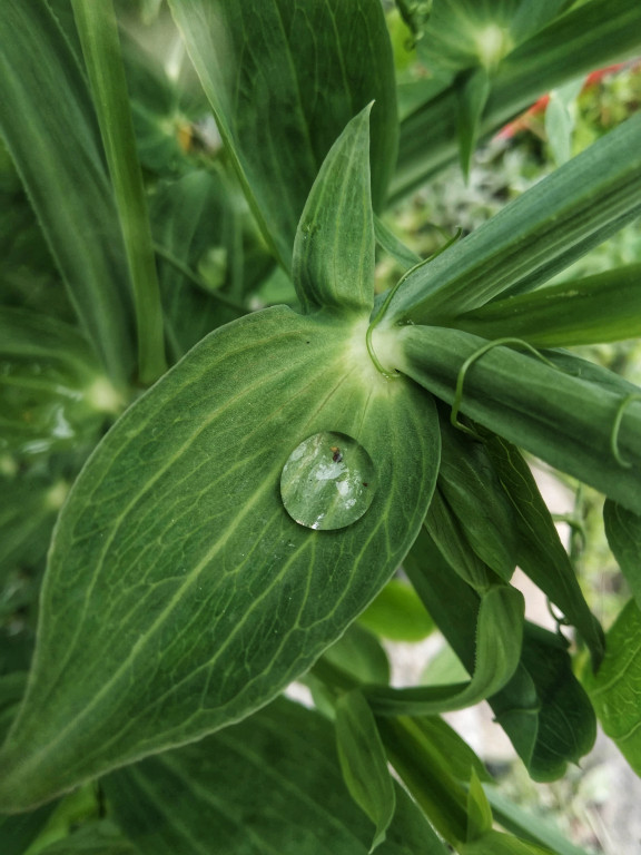 Podsumowanie konkursu - Moje miasto Grodków - architektura, ludzie, wydarzenia, natura (zdjęcia + film)