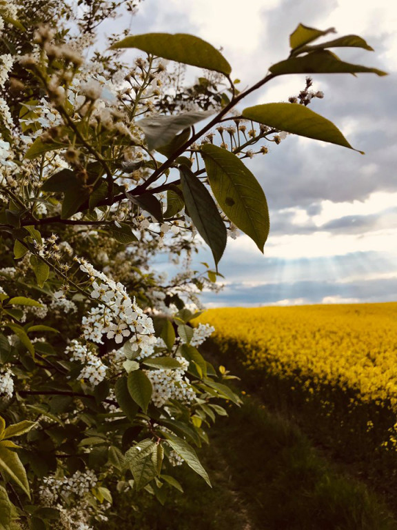 Podsumowanie konkursu - Moje miasto Grodków - architektura, ludzie, wydarzenia, natura (zdjęcia + film)