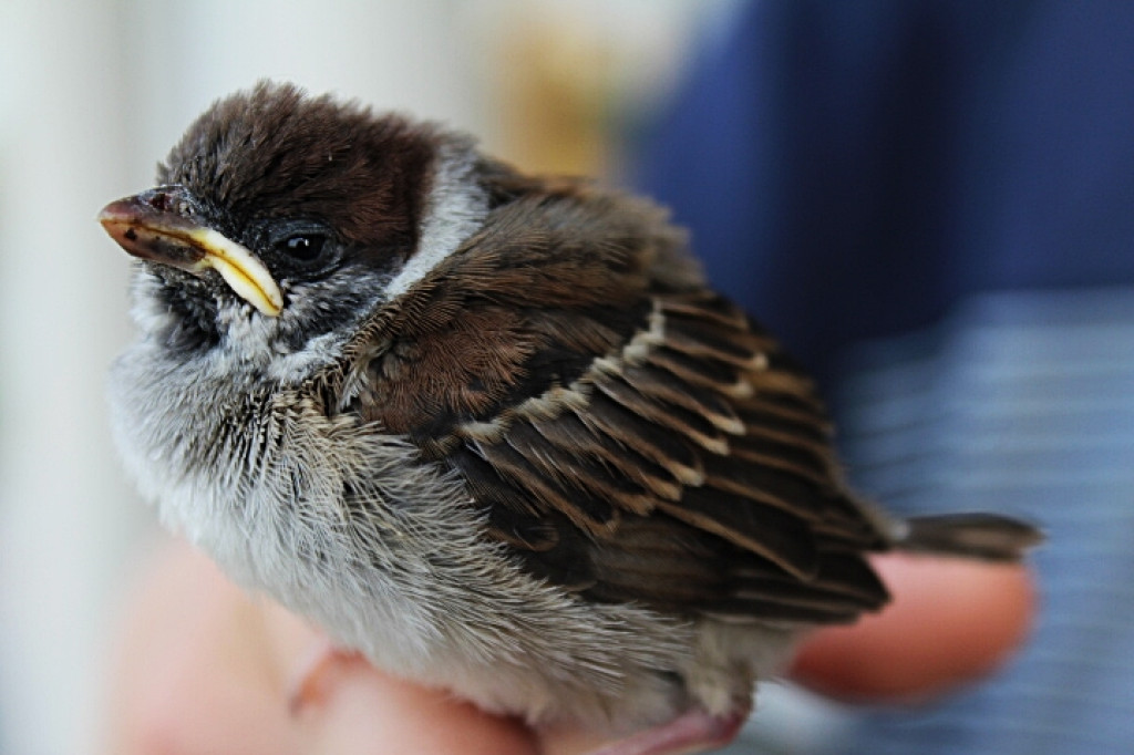 Podsumowanie konkursu - Moje miasto Grodków - architektura, ludzie, wydarzenia, natura (zdjęcia + film)