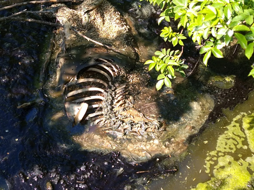 Topią się młode sarny na Zielonce - Felieton Marka Popowskiego