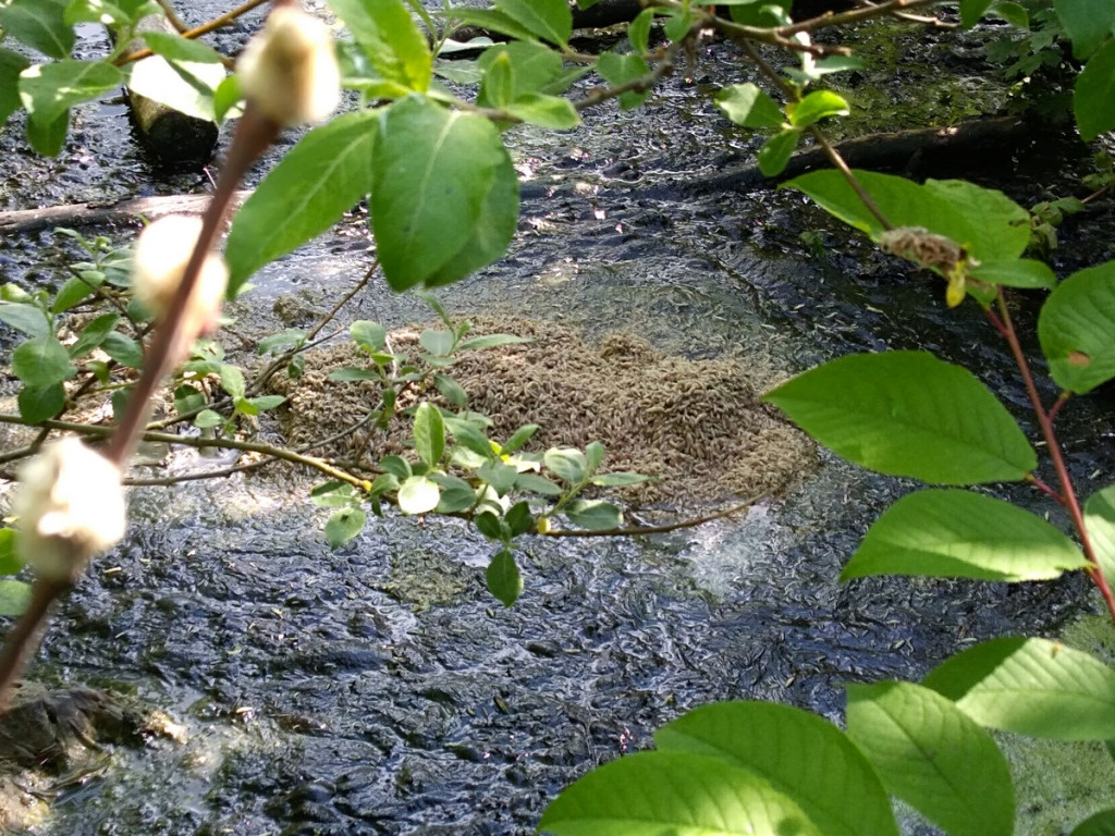 Topią się młode sarny na Zielonce - Felieton Marka Popowskiego
