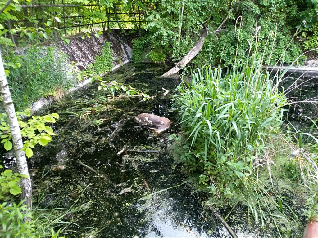 Topią się młode sarny na Zielonce - Felieton Marka Popowskiego