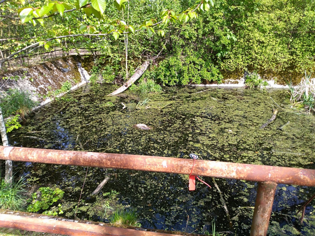 Topią się młode sarny na Zielonce - Felieton Marka Popowskiego