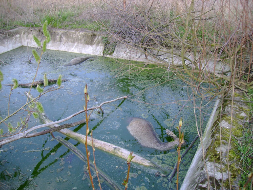 Topią się młode sarny na Zielonce - Felieton Marka Popowskiego