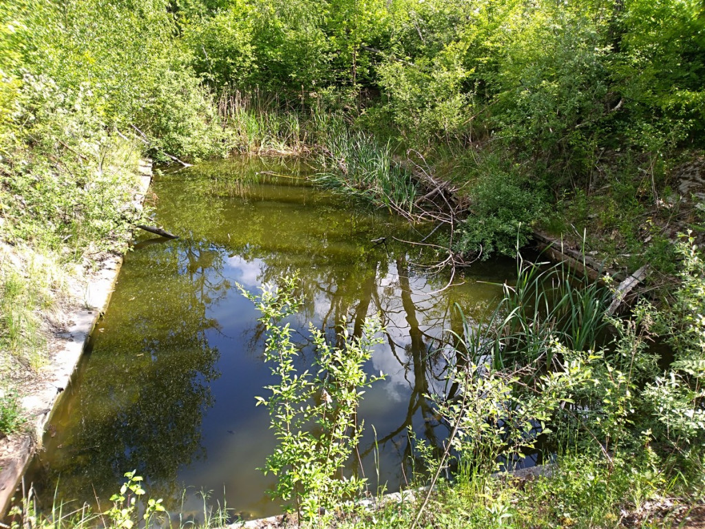 Topią się młode sarny na Zielonce - Felieton Marka Popowskiego