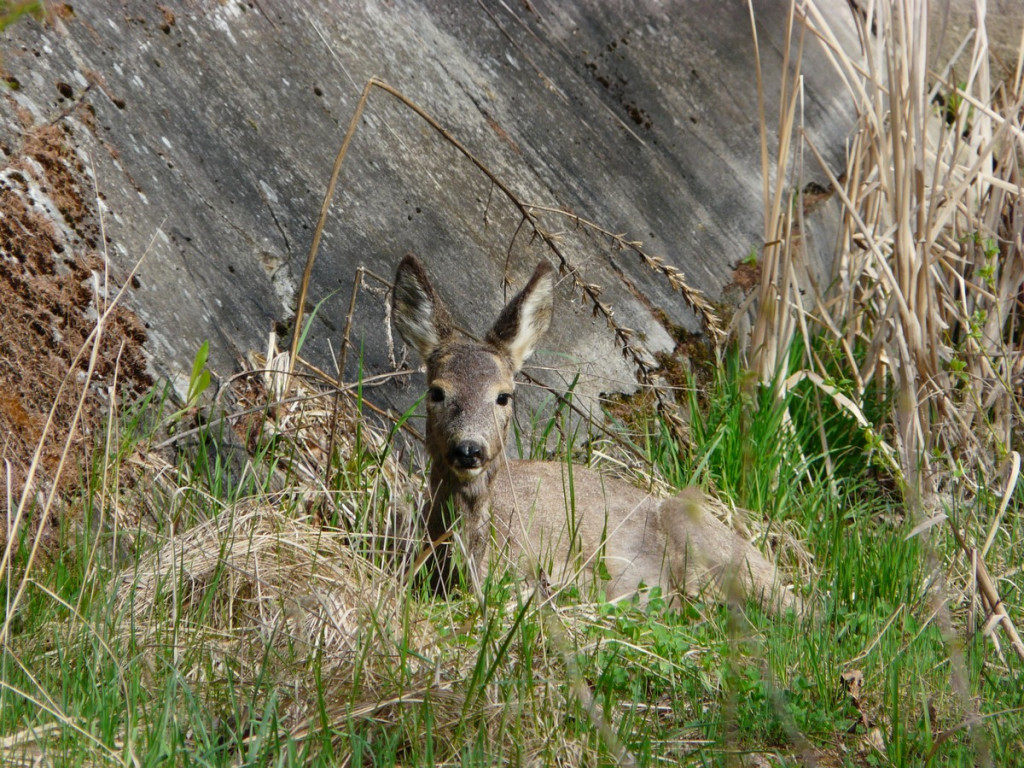 Topią się młode sarny na Zielonce - Felieton Marka Popowskiego