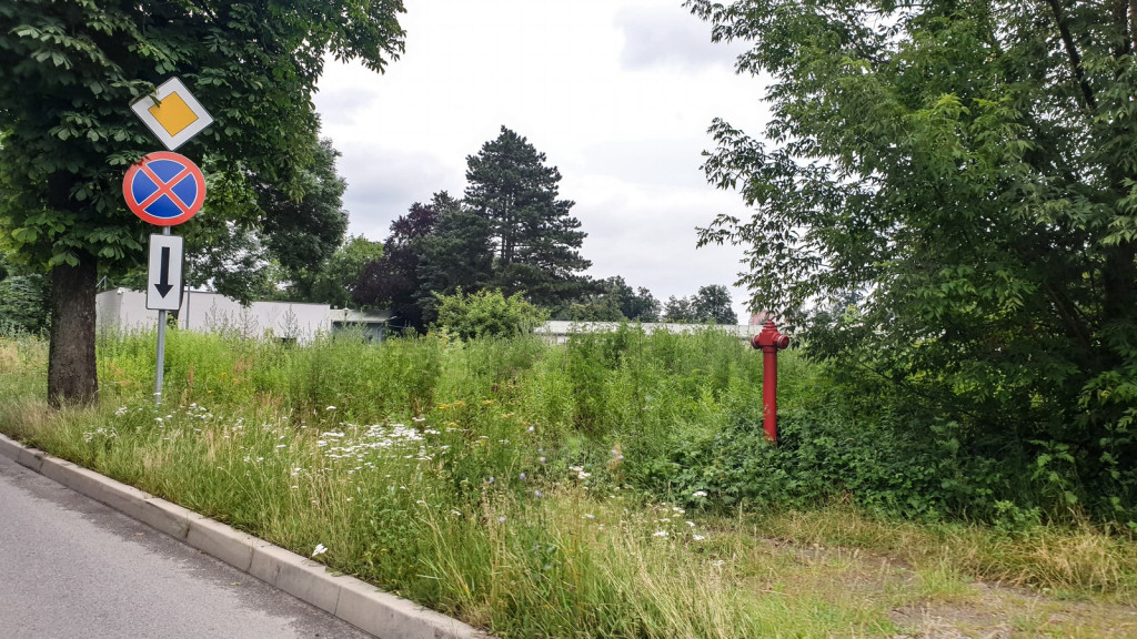 Koszenie zarośniętych ulic w Brzegu ruszy od poniedziałku. Kto 