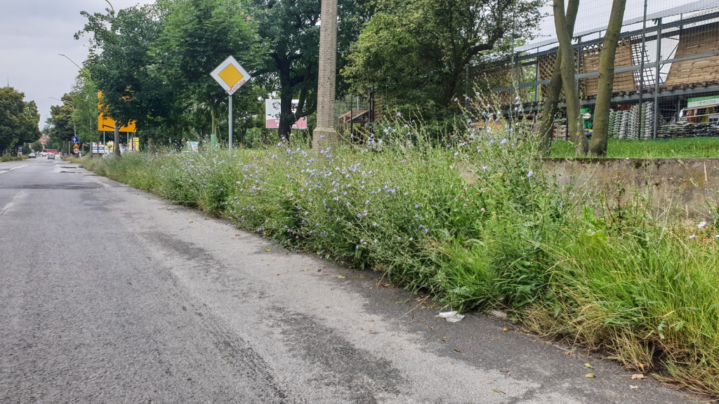 Koszenie zarośniętych ulic w Brzegu ruszy od poniedziałku. Kto 