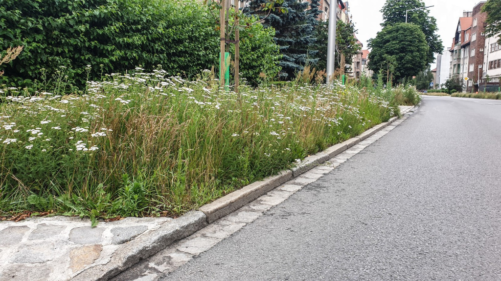 Koszenie zarośniętych ulic w Brzegu ruszy od poniedziałku. Kto 