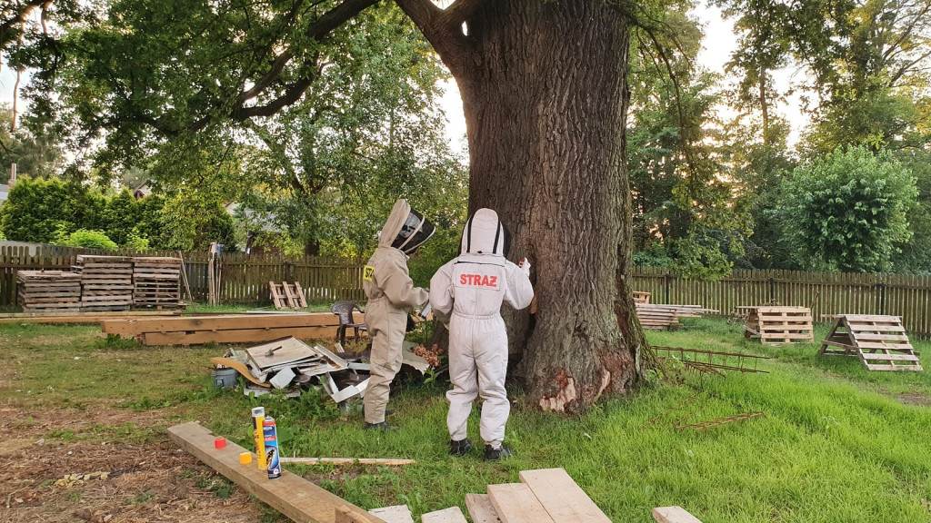 Strażacy coraz częściej wyjeżdżają do agresywnych szerszeni, jednak nie zawsze powinniśmy angażować ratowników
