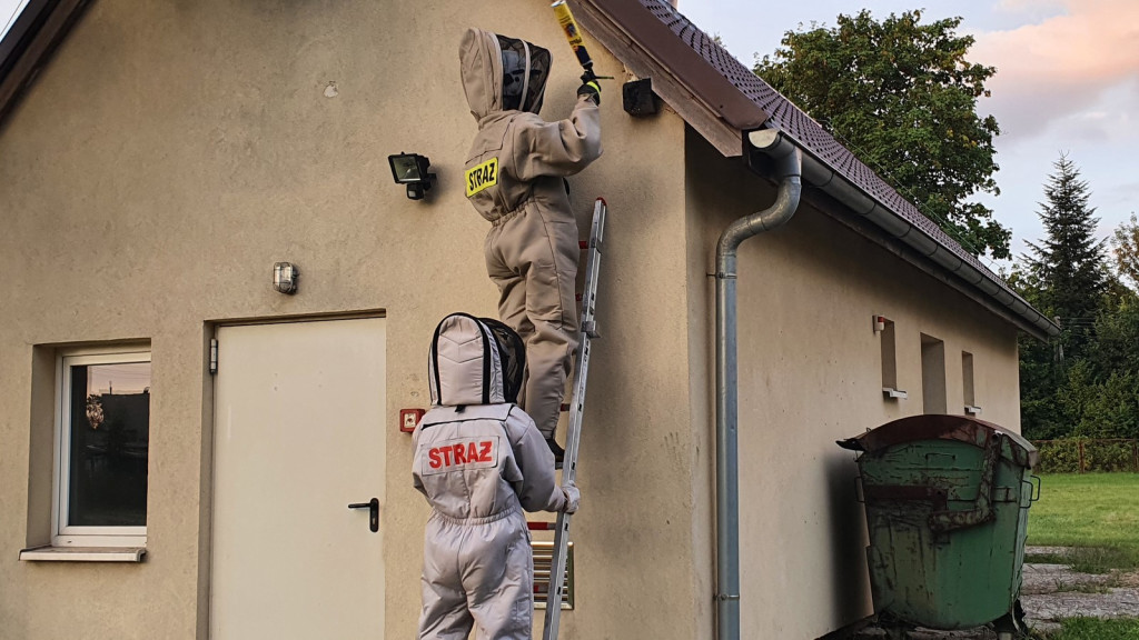 Strażacy coraz częściej wyjeżdżają do agresywnych szerszeni, jednak nie zawsze powinniśmy angażować ratowników