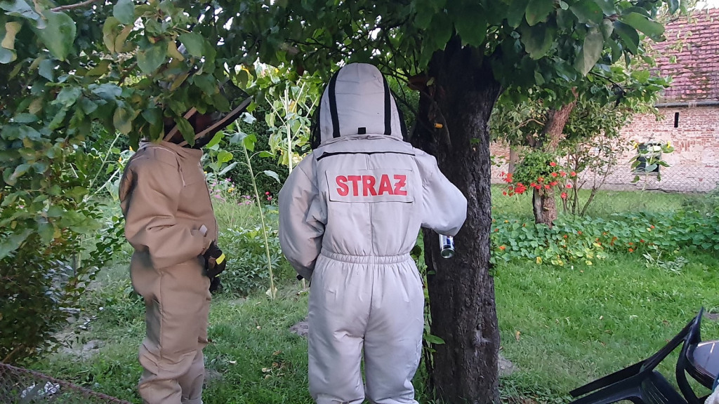 Strażacy coraz częściej wyjeżdżają do agresywnych szerszeni, jednak nie zawsze powinniśmy angażować ratowników