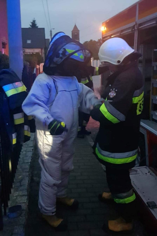 Strażacy coraz częściej wyjeżdżają do agresywnych szerszeni, jednak nie zawsze powinniśmy angażować ratowników