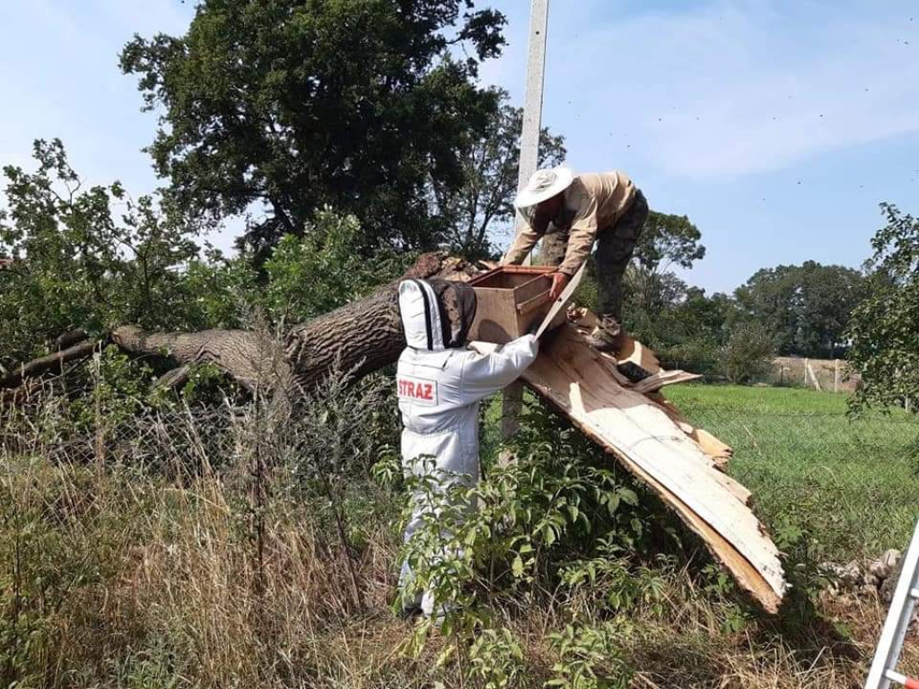 Strażacy coraz częściej wyjeżdżają do agresywnych szerszeni, jednak nie zawsze powinniśmy angażować ratowników