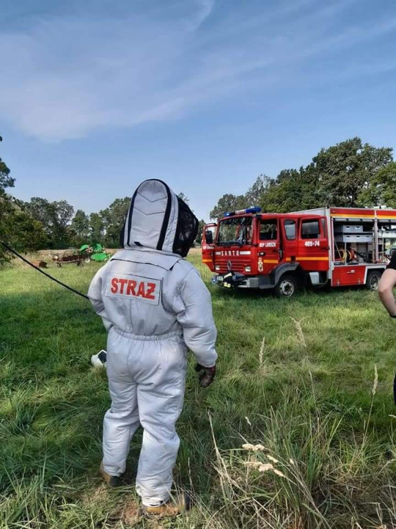 Strażacy coraz częściej wyjeżdżają do agresywnych szerszeni, jednak nie zawsze powinniśmy angażować ratowników