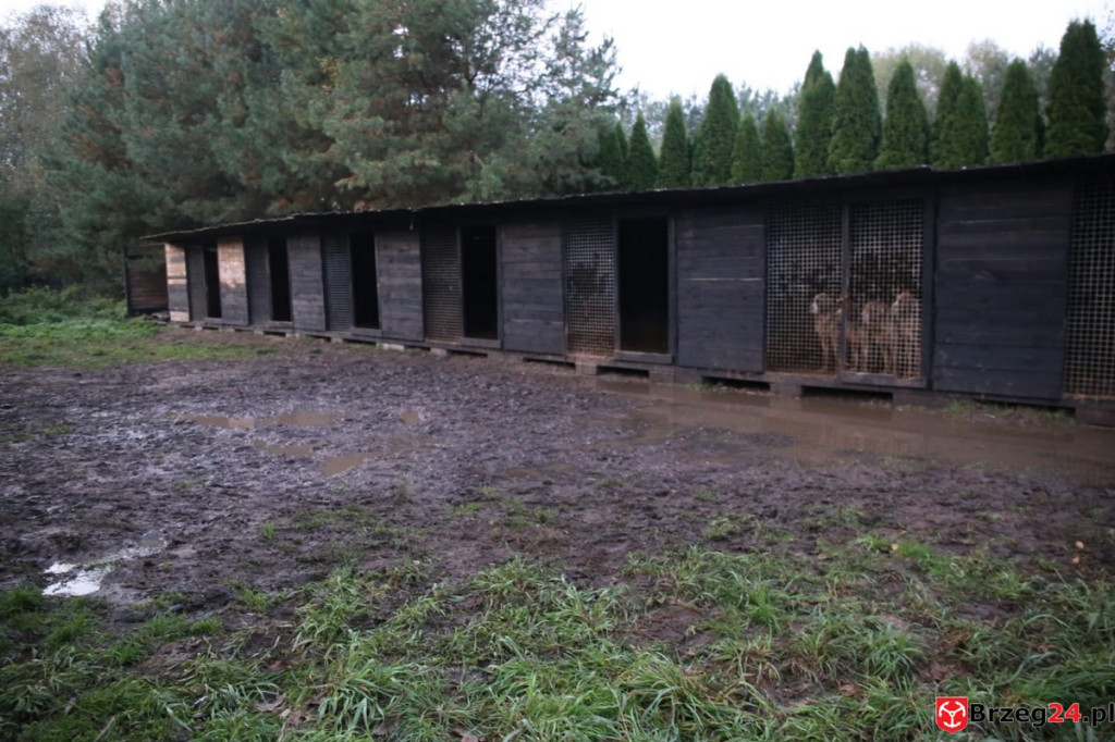 Nielegalna hodowla psów w Rogalicach. TOZ w asyście policji odbiera zwierzęta