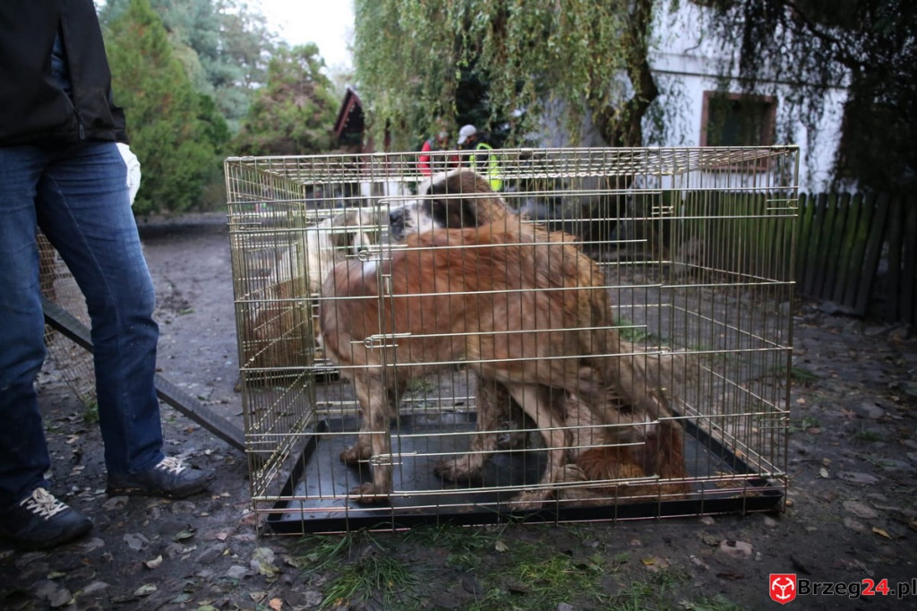 Nielegalna hodowla psów w Rogalicach. TOZ w asyście policji odbiera zwierzęta