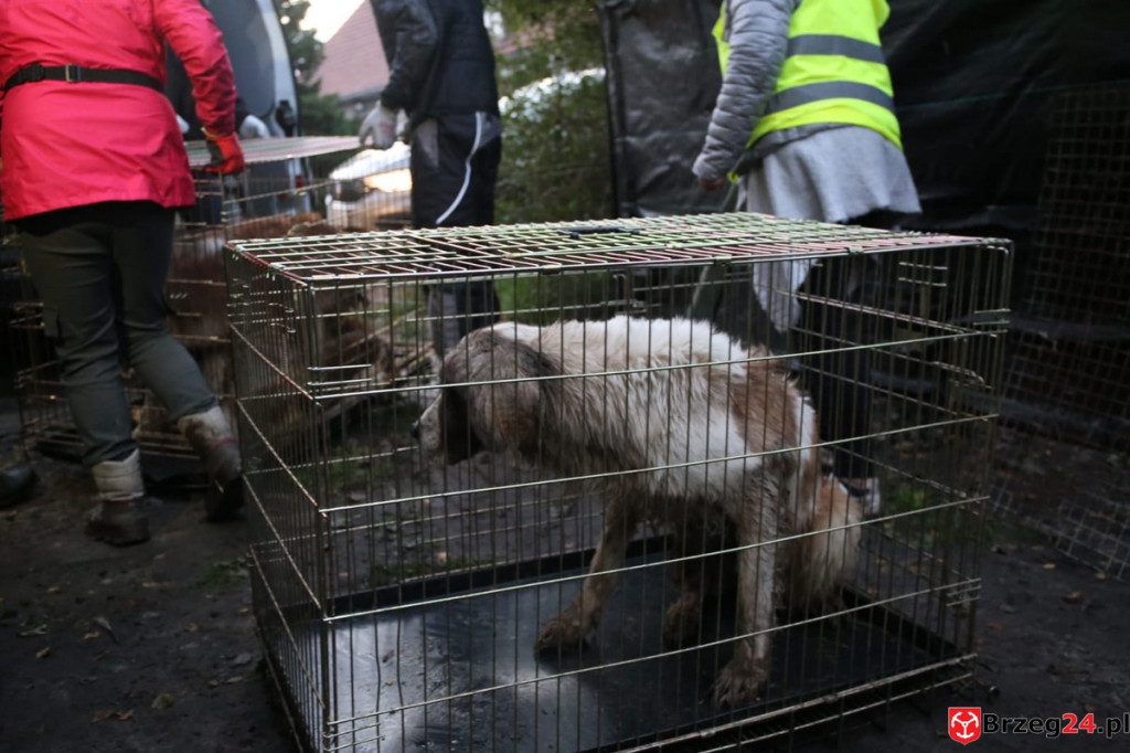 Nielegalna hodowla psów w Rogalicach. TOZ w asyście policji odbiera zwierzęta
