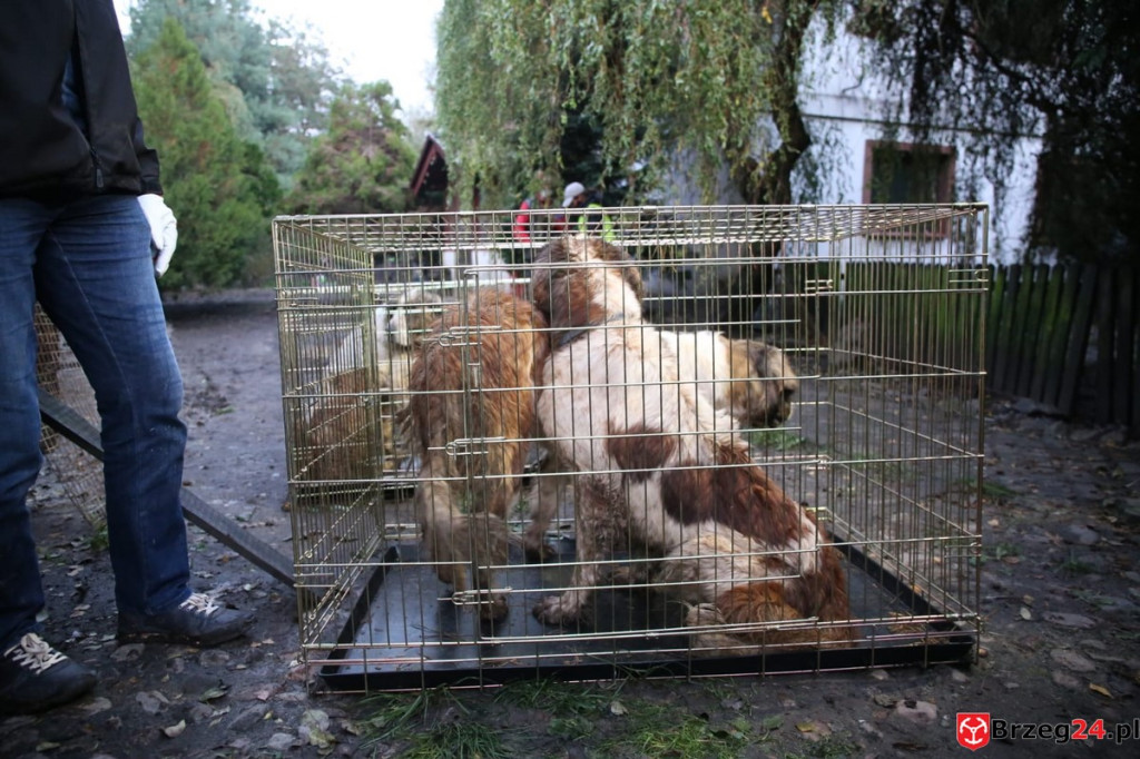 Nielegalna hodowla psów w Rogalicach. TOZ w asyście policji odbiera zwierzęta