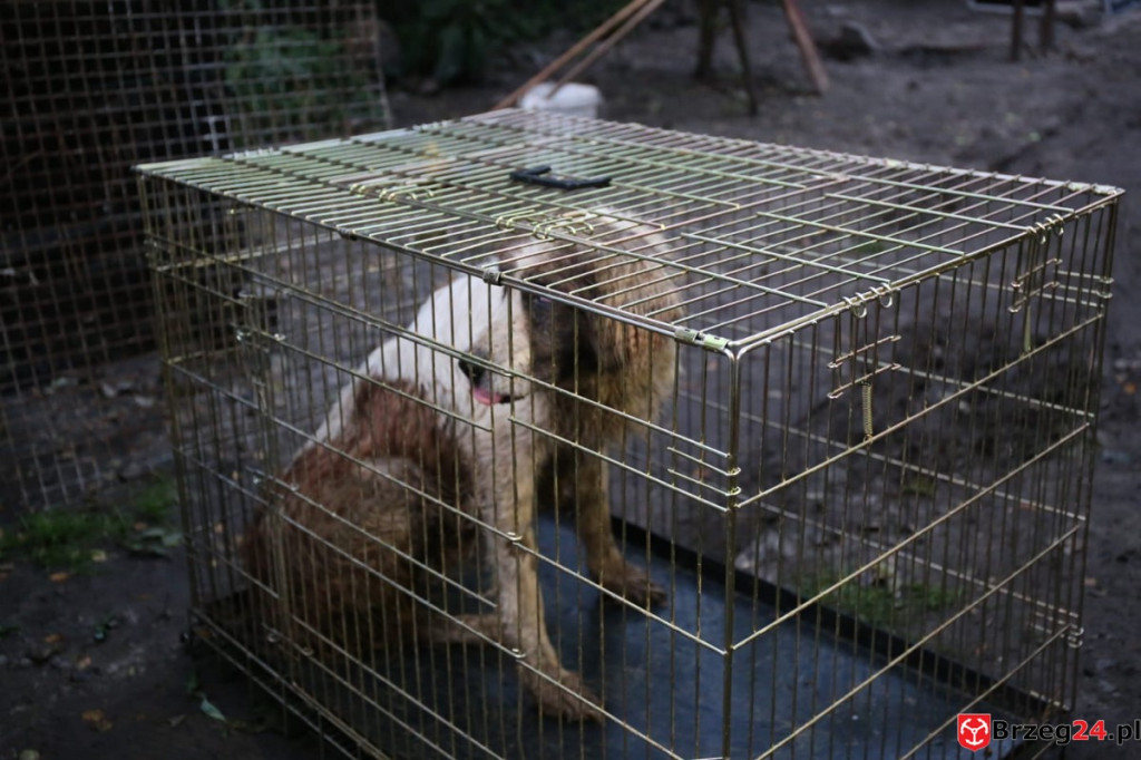 Nielegalna hodowla psów w Rogalicach. TOZ w asyście policji odbiera zwierzęta