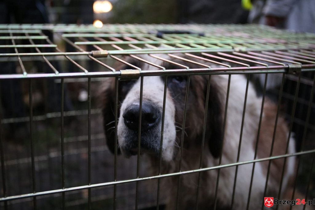 Nielegalna hodowla psów w Rogalicach. TOZ w asyście policji odbiera zwierzęta