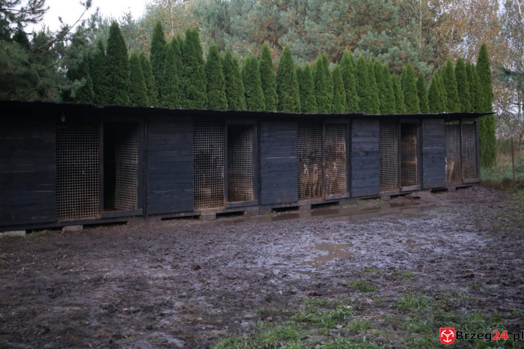 Nielegalna hodowla psów w Rogalicach. TOZ w asyście policji odbiera zwierzęta