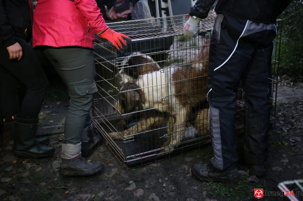 Nielegalna hodowla psów w Rogalicach. TOZ w asyście policji odbiera zwierzęta
