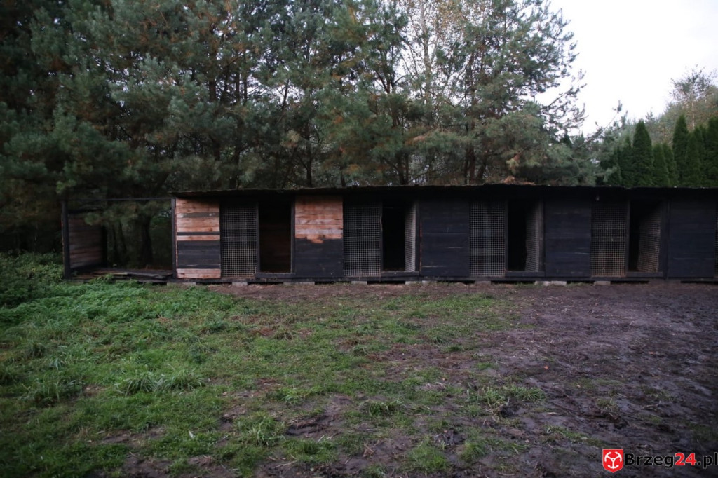 Nielegalna hodowla psów w Rogalicach. TOZ w asyście policji odbiera zwierzęta