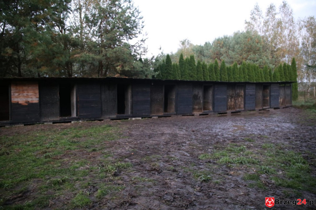 Nielegalna hodowla psów w Rogalicach. TOZ w asyście policji odbiera zwierzęta