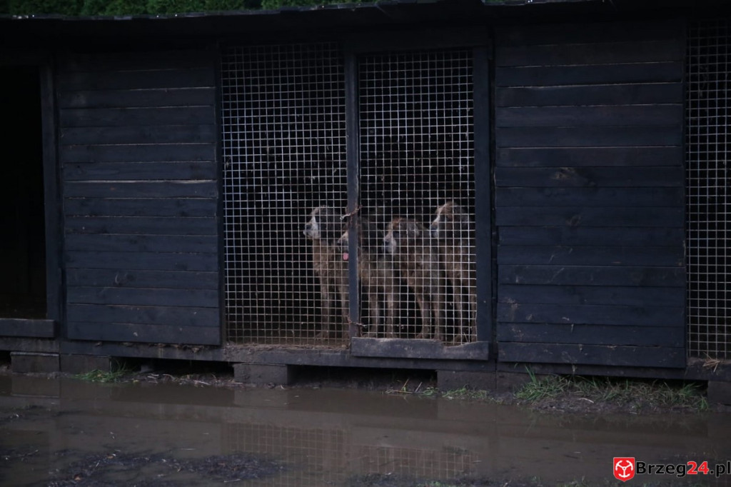 Nielegalna hodowla psów w Rogalicach. TOZ w asyście policji odbiera zwierzęta