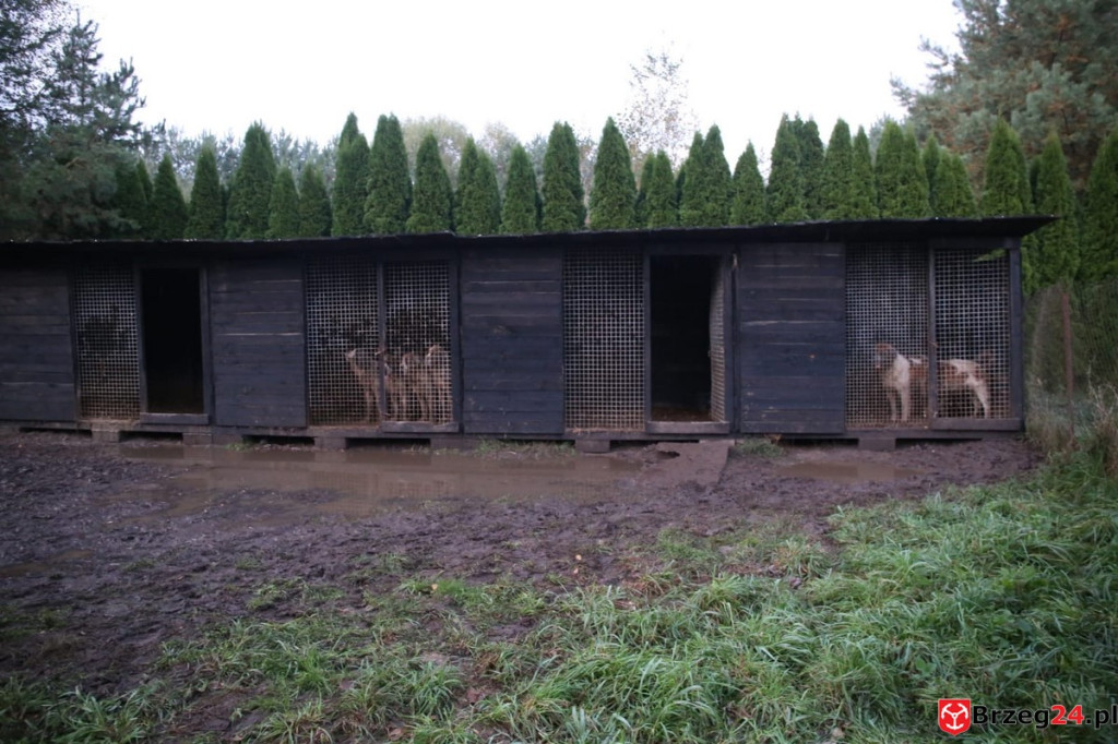 Nielegalna hodowla psów w Rogalicach. TOZ w asyście policji odbiera zwierzęta