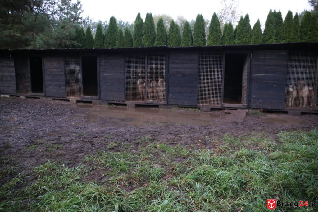 Nielegalna hodowla psów w Rogalicach. TOZ w asyście policji odbiera zwierzęta