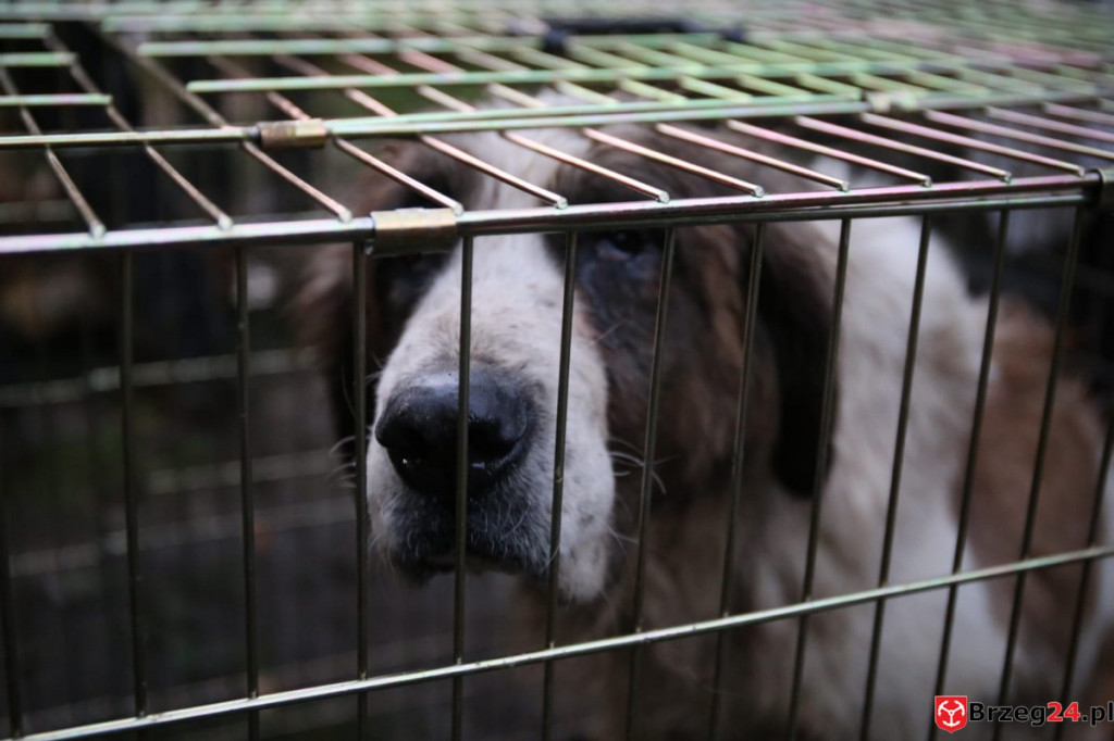 Ruszyła zbiórka pieniędzy na ratowanie psów z nielegalnej hodowli w Rogalicach