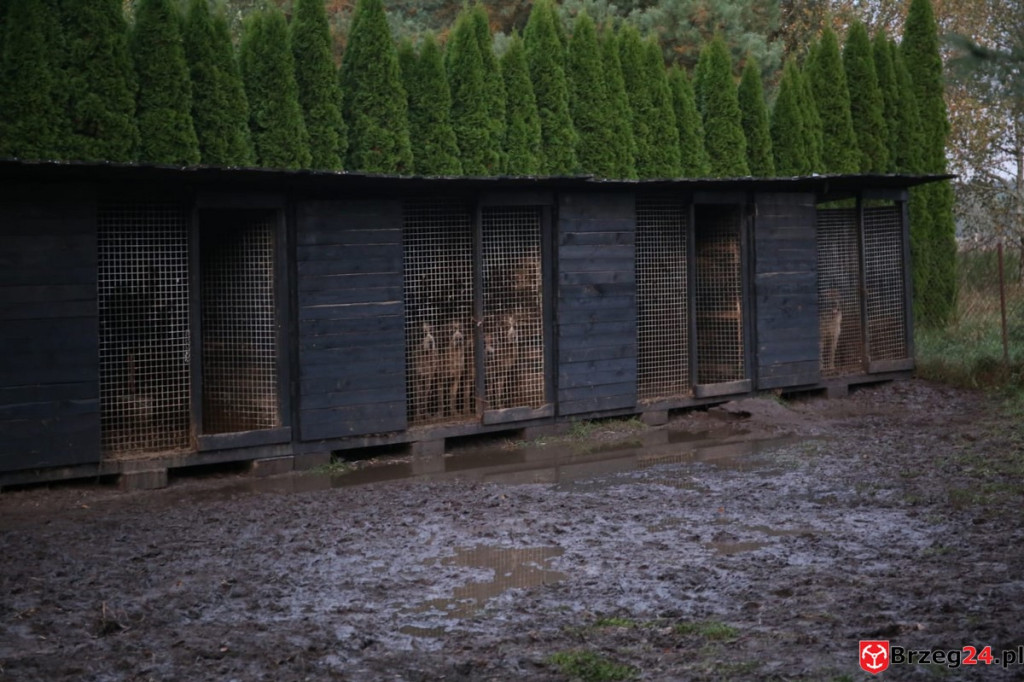 Ruszyła zbiórka pieniędzy na ratowanie psów z nielegalnej hodowli w Rogalicach