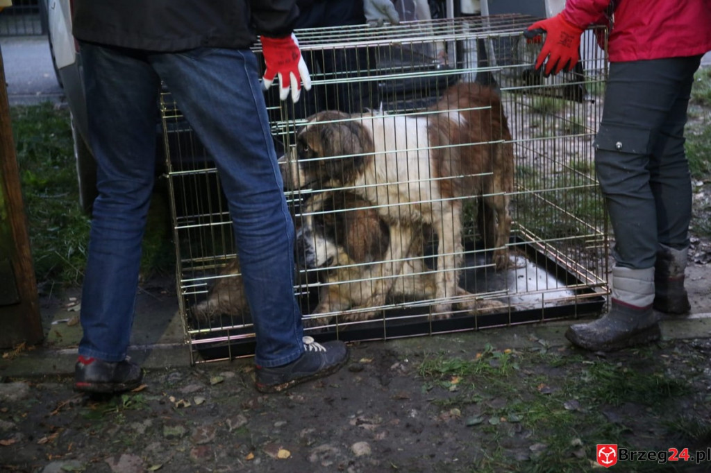 Ruszyła zbiórka pieniędzy na ratowanie psów z nielegalnej hodowli w Rogalicach