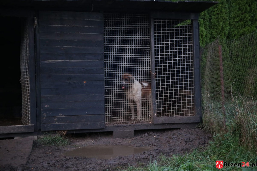 Ruszyła zbiórka pieniędzy na ratowanie psów z nielegalnej hodowli w Rogalicach