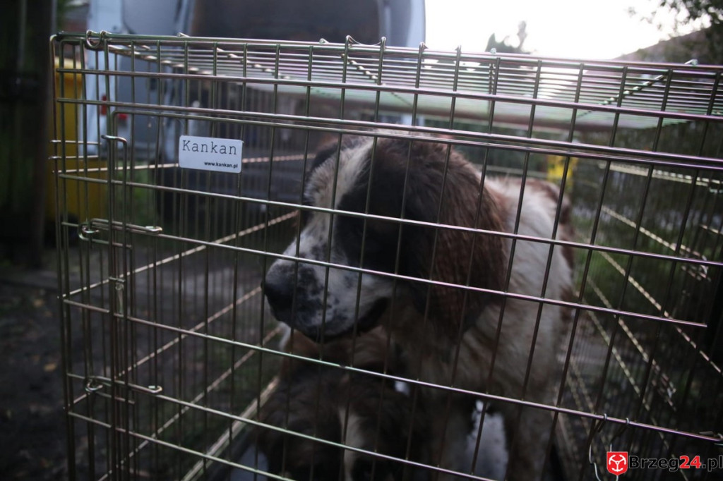 Ruszyła zbiórka pieniędzy na ratowanie psów z nielegalnej hodowli w Rogalicach