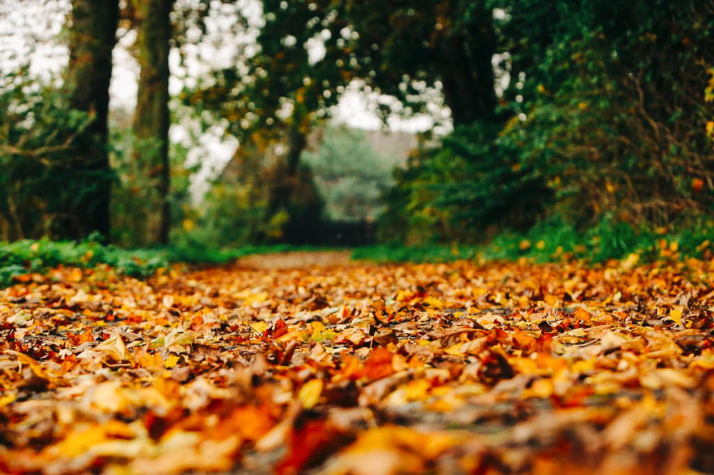 Mąkoszyce w barwach jesieni. Zobacz krótką fotogalerię autorstwa Łukasza Józwenki