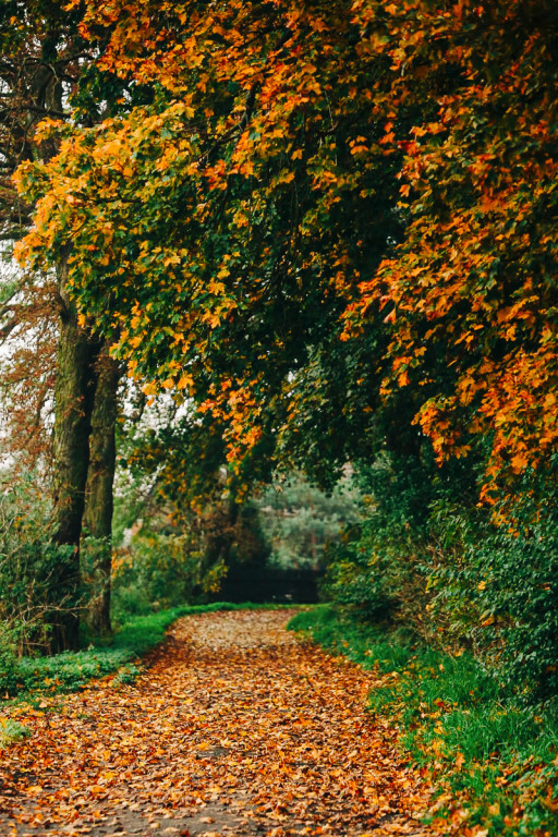 Mąkoszyce w barwach jesieni. Zobacz krótką fotogalerię autorstwa Łukasza Józwenki