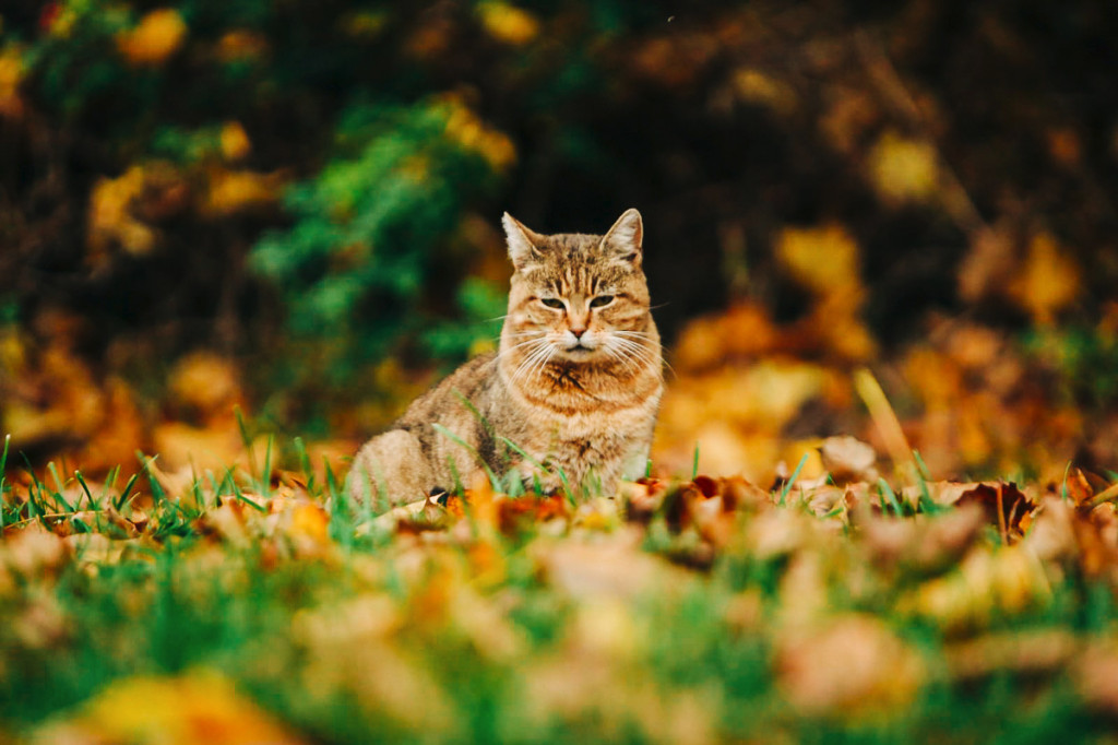 Mąkoszyce w barwach jesieni. Zobacz krótką fotogalerię autorstwa Łukasza Józwenki