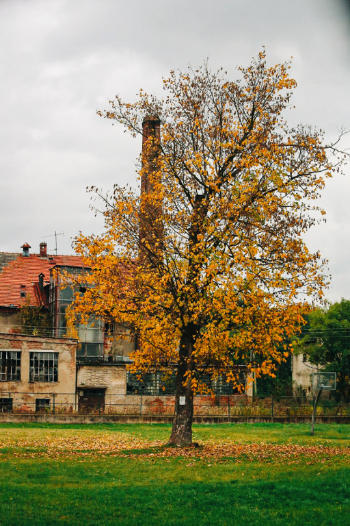 Mąkoszyce w barwach jesieni. Zobacz krótką fotogalerię autorstwa Łukasza Józwenki
