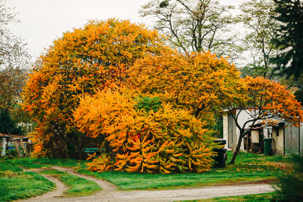 Mąkoszyce w barwach jesieni. Zobacz krótką fotogalerię autorstwa Łukasza Józwenki